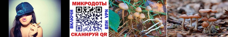 Псилоцибиновые грибы Psilocybine cubensis  Гаврилов-Ям 